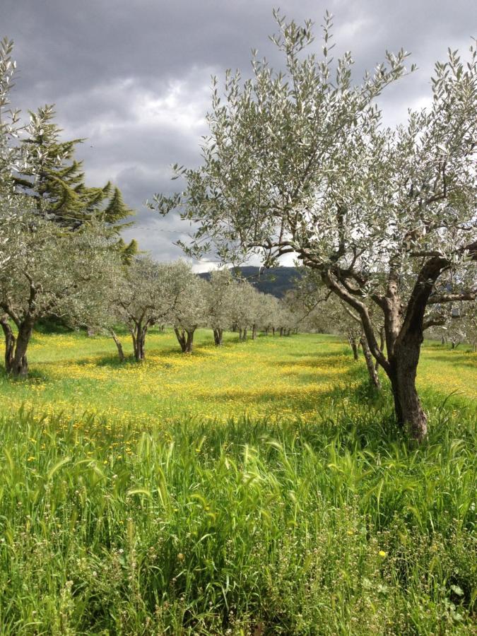 Vila Gli Ulivi D'Argento Assisi Exteriér fotografie